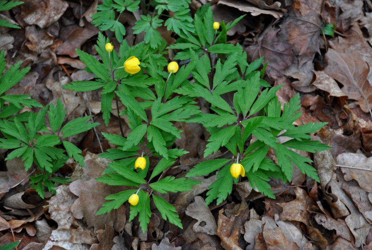 Изображение особи Anemone ranunculoides.