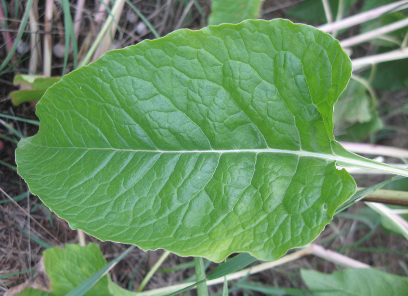 Image of Beta trigyna specimen.