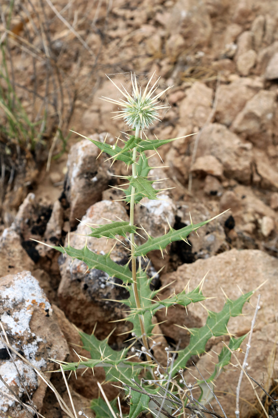 Изображение особи Echinops lipskyi.