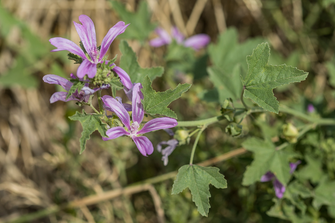 Image of Malva erecta specimen.