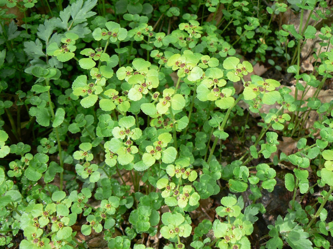 Image of Chrysosplenium ramosum specimen.