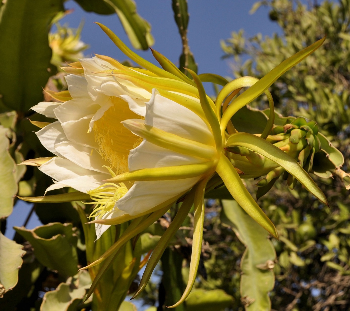 Image of genus Hylocereus specimen.