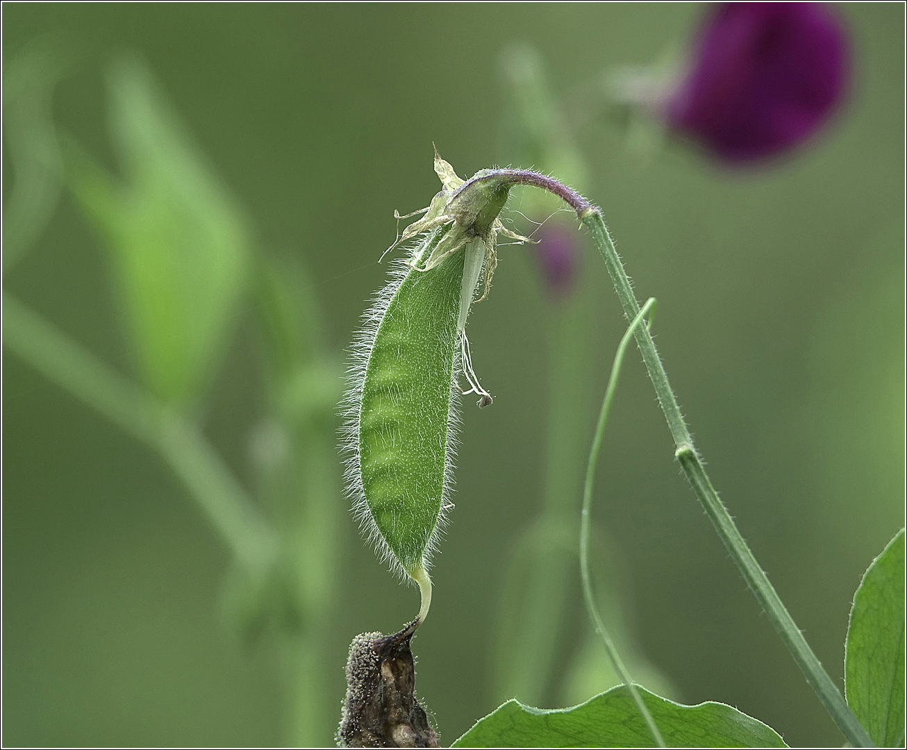 Image of Lathyrus odoratus specimen.