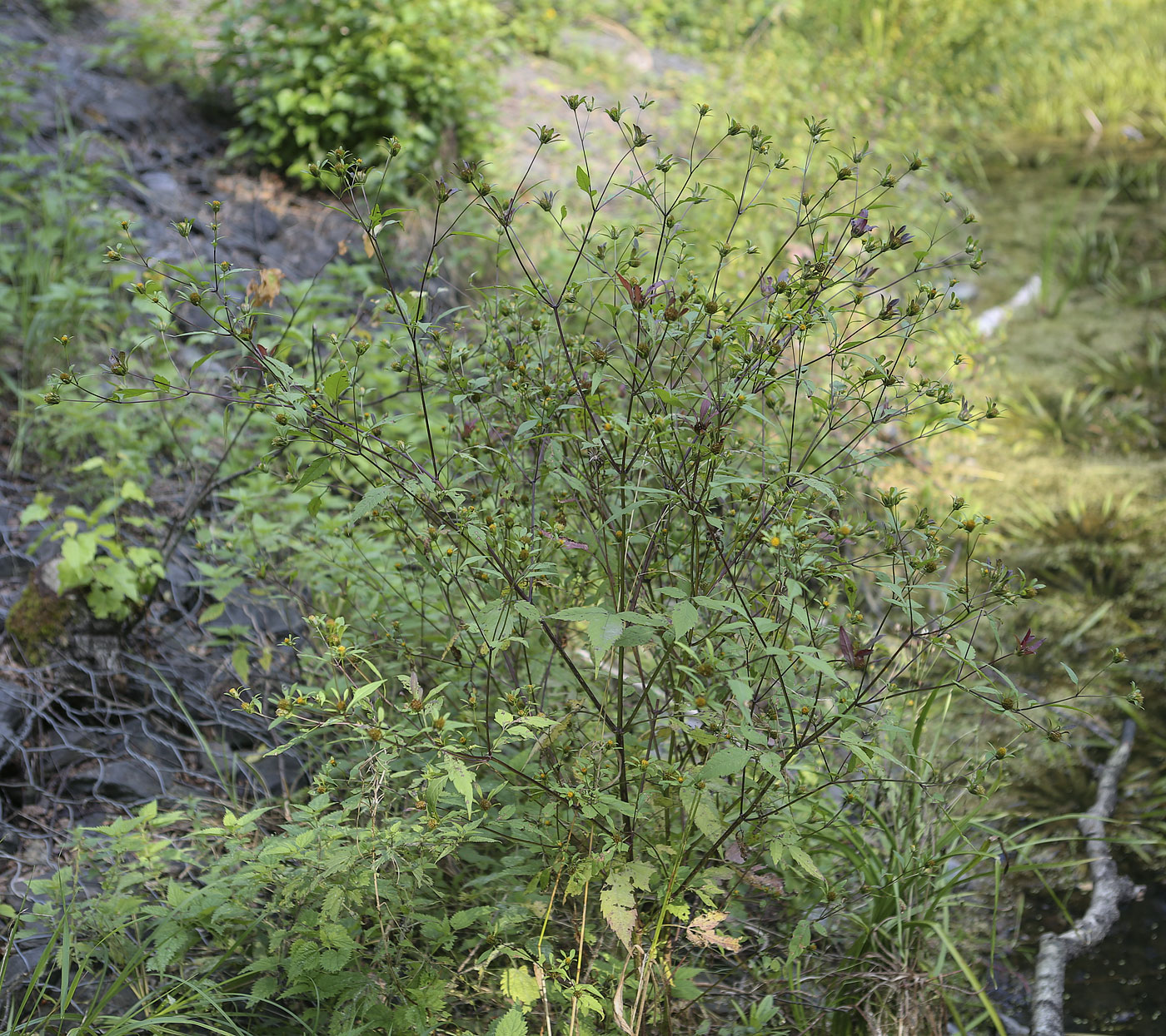 Image of Bidens frondosa specimen.