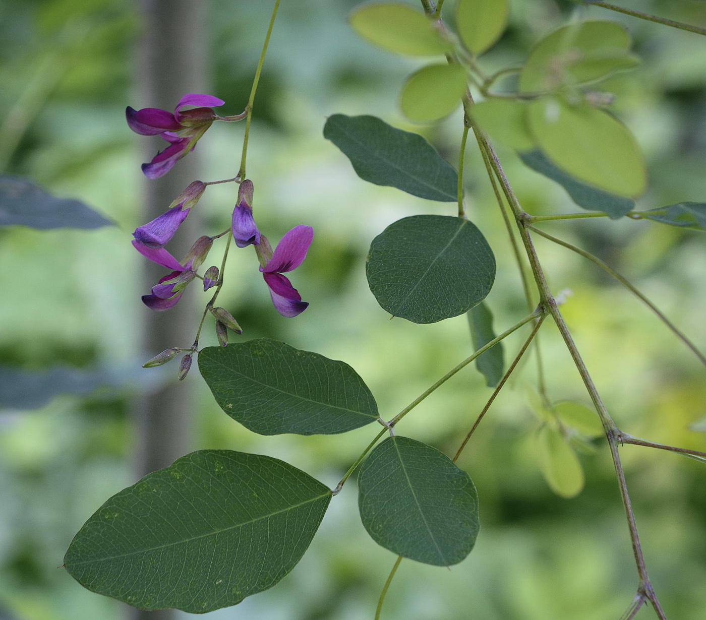 Image of Lespedeza bicolor specimen.