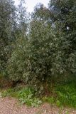 genus Eucalyptus. Вегетирующее растение. Израиль, лес Бен-Шемен. 05.03.2022.