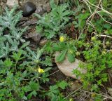 genus Potentilla. Цветущее растение. Дагестан, Гунибский р-н, ущелье р. Кара-Койсу. 23.04.2010.