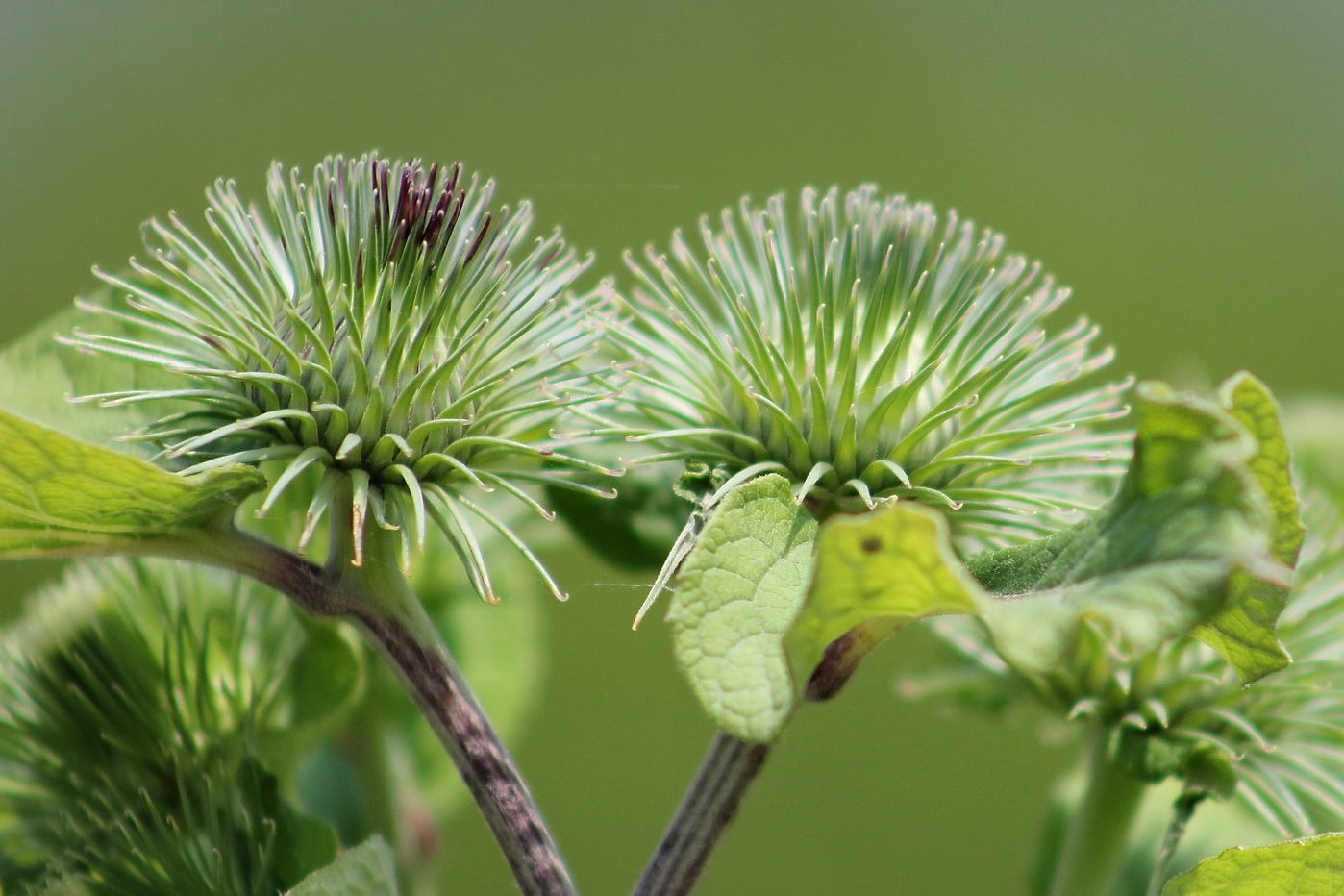 Изображение особи Arctium lappa.