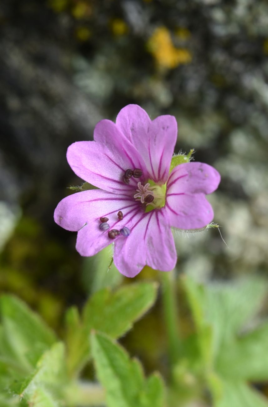 Image of Geranium divaricatum specimen.