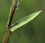 Scutellaria regeliana. Часть побега с листом. Приморский край, Ольгинский р-н, окр. пгт Ольга, устье р. Аввакумовка на левом берегу, осоковое болото с Carex meyeriana. 09.07.2022.