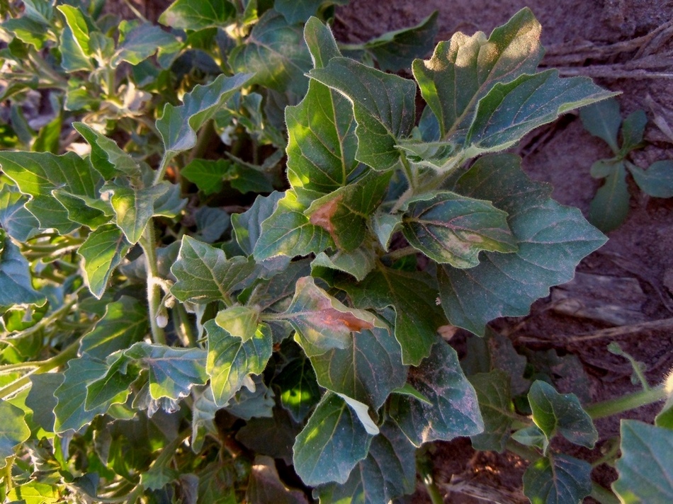 Image of Solanum physalifolium specimen.