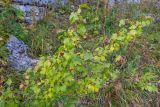 Ribes alpinum