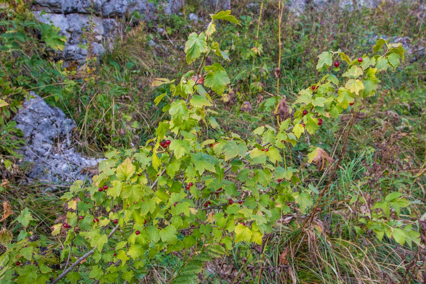 Image of Ribes alpinum specimen.