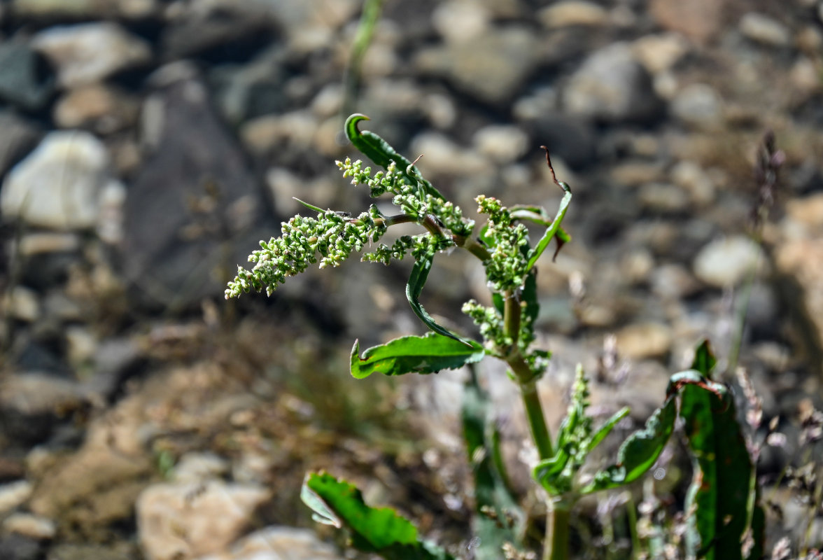 Image of genus Rumex specimen.