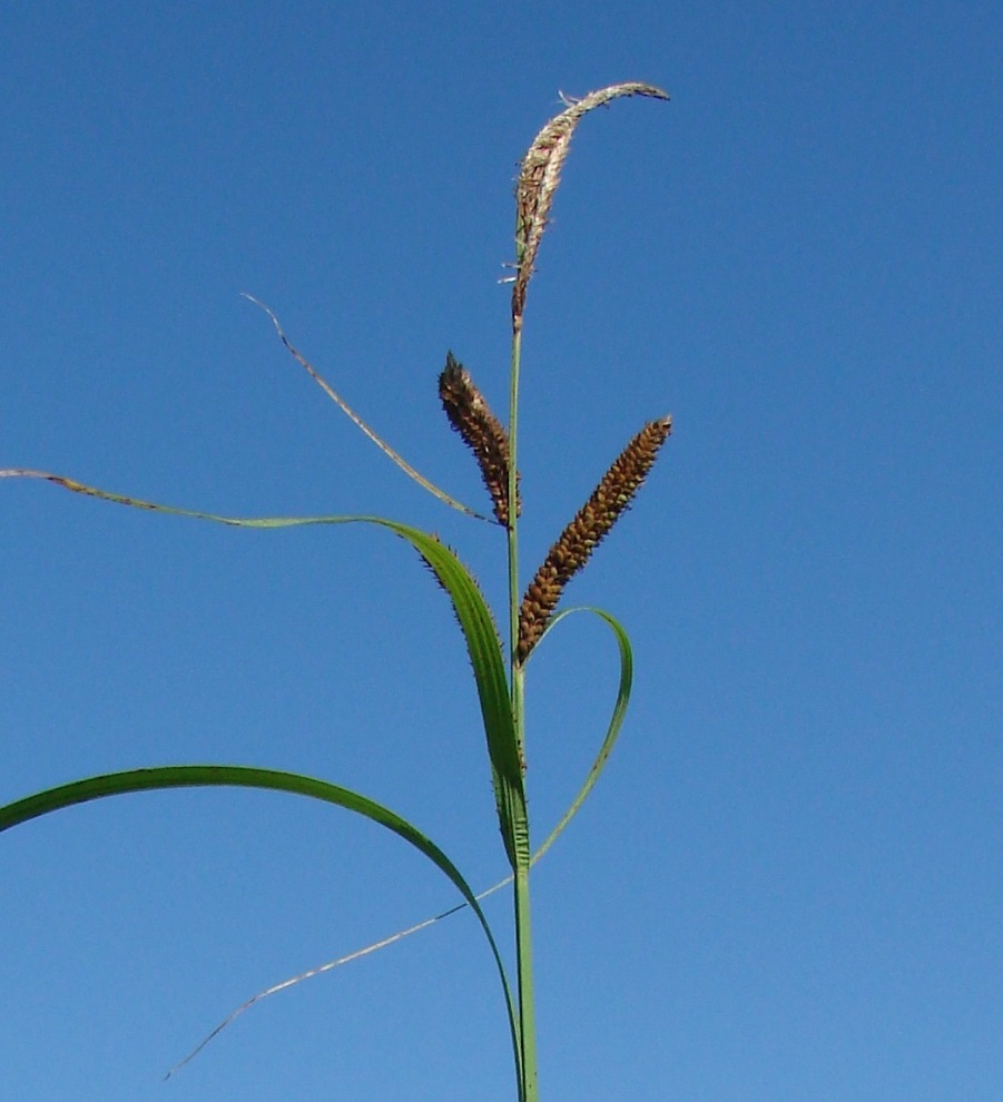 Изображение особи Carex acuta.