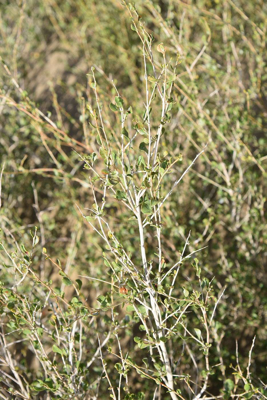 Image of Atraphaxis virgata specimen.