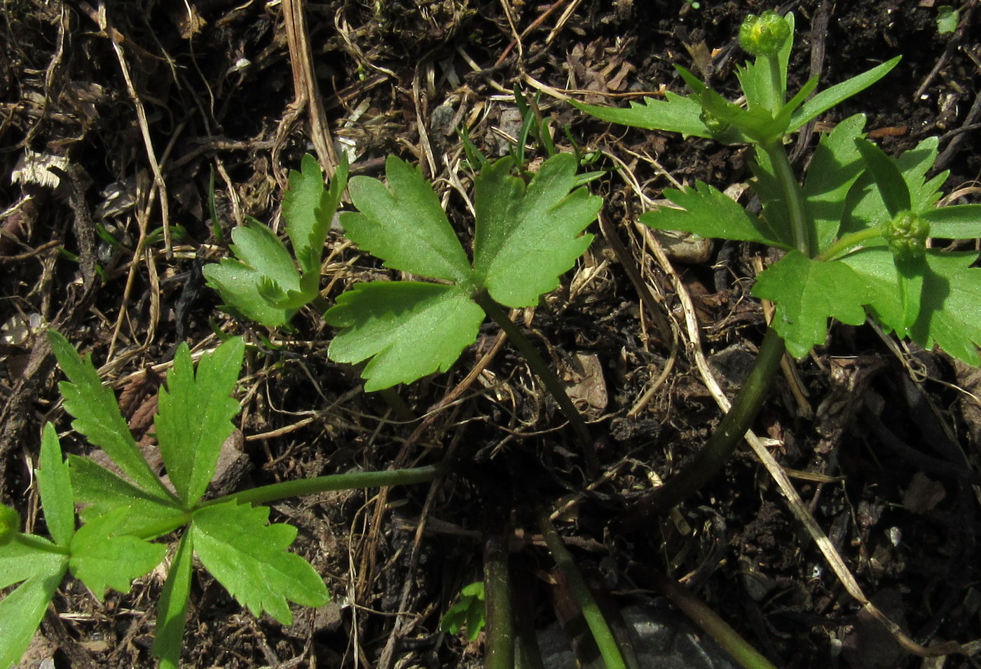Изображение особи Ranunculus kedranus.