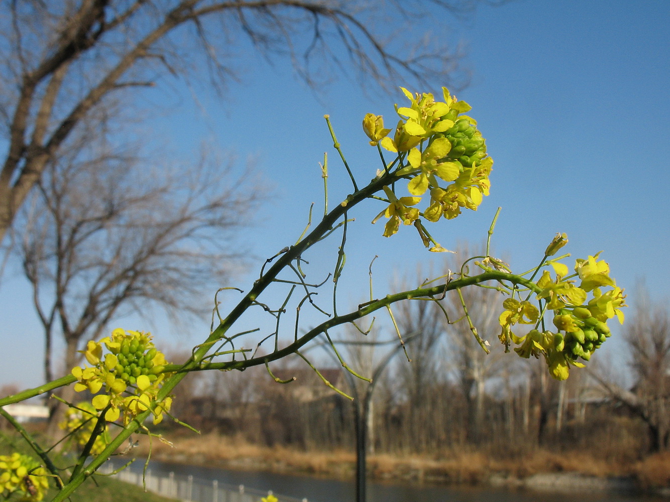 Image of Sisymbrium loeselii specimen.