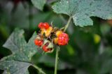 Rubus crataegifolius. Соплодие. Приморье, Партизанский р-н, мыс Клыкова, широколиственный лес. 30.07.2021.