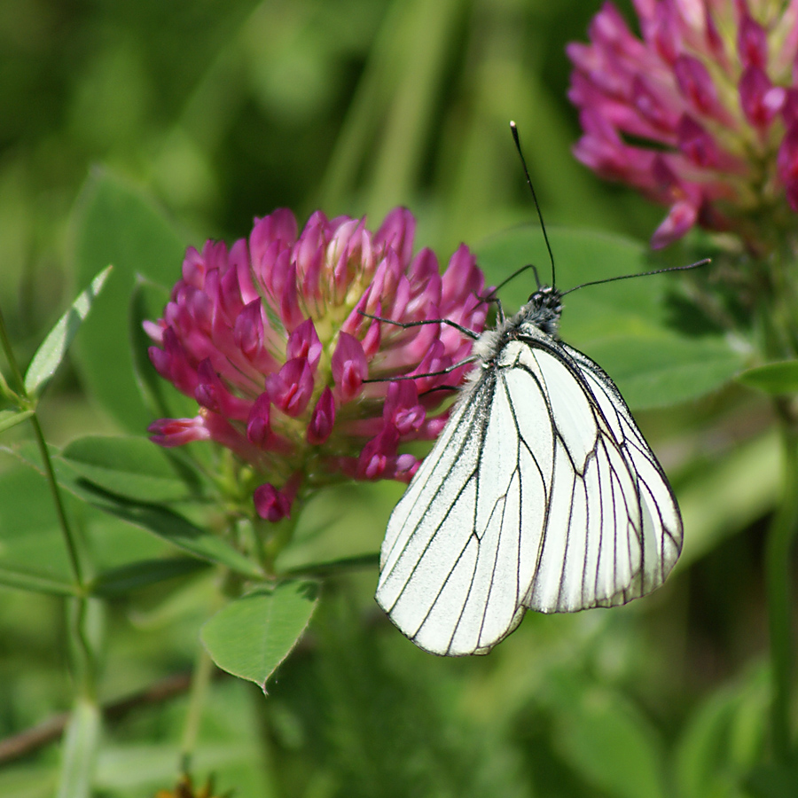 Image of Trifolium medium specimen.