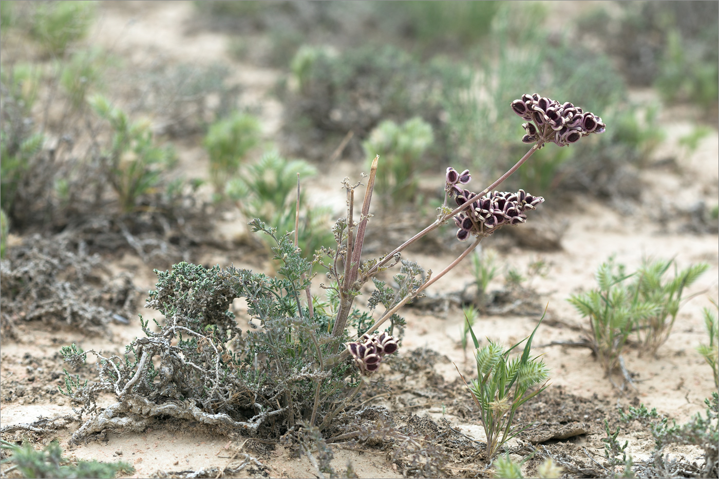 Изображение особи Zosima absinthifolia.