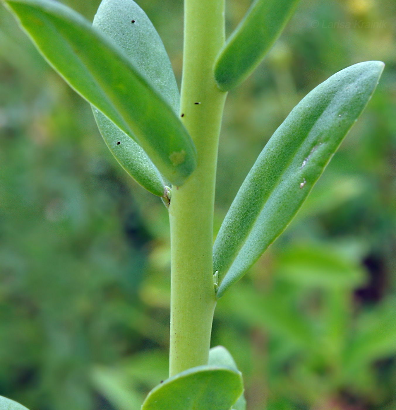 Image of Hylotelephium pallescens specimen.