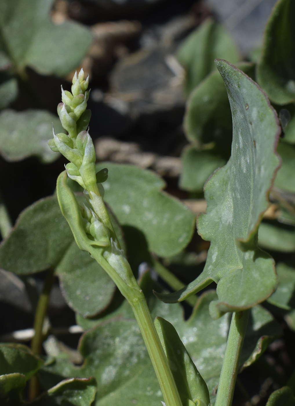 Image of Rumex scutatus specimen.