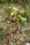 Pyrola rotundifolia