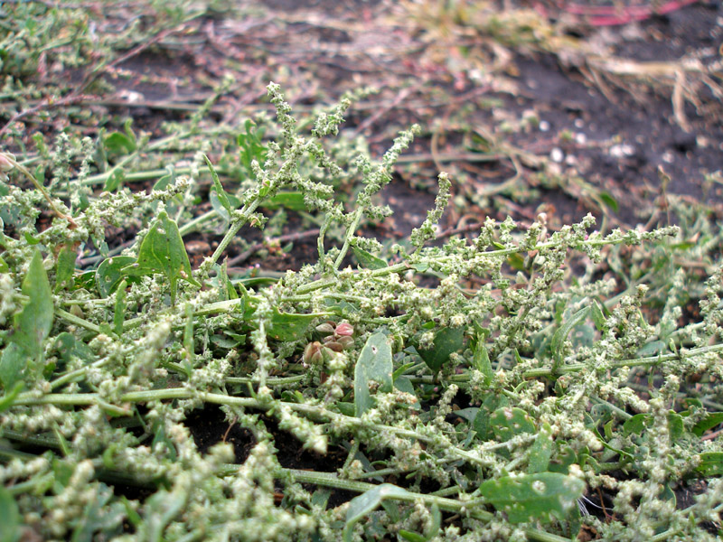 Image of Atriplex prostrata specimen.