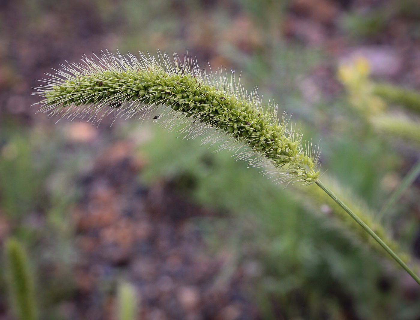 Image of Setaria viridis specimen.