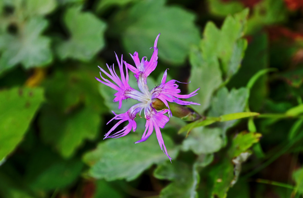 Изображение особи Dianthus superbus.