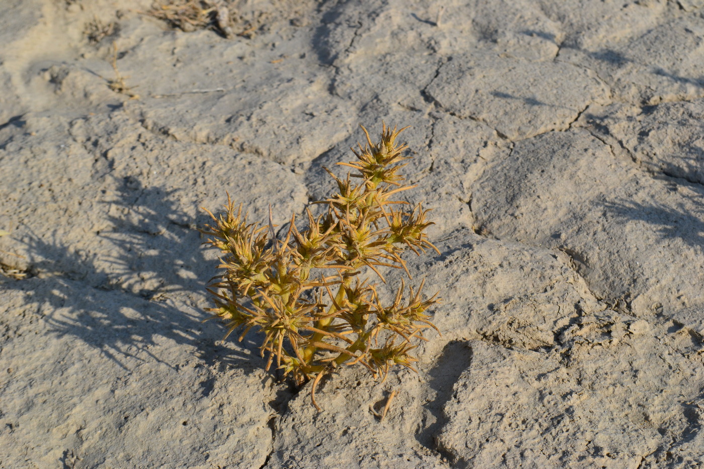 Image of Halimocnemis villosa specimen.