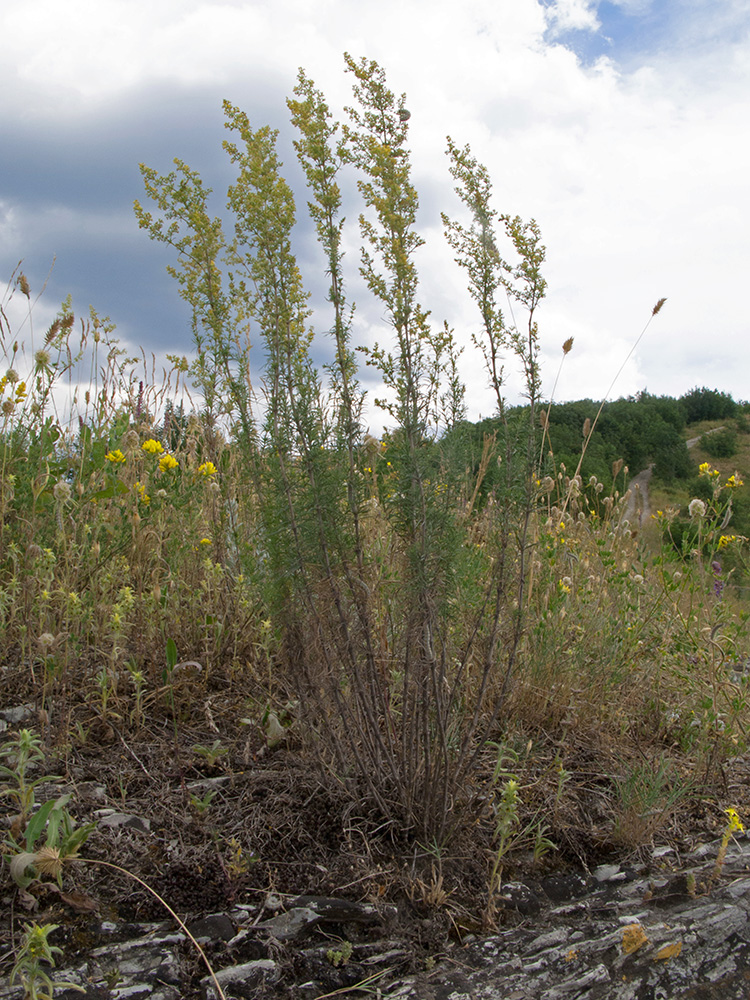 Изображение особи Galium verum.