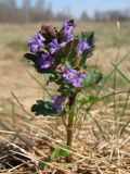 Смотреть изображение Glechoma hederacea