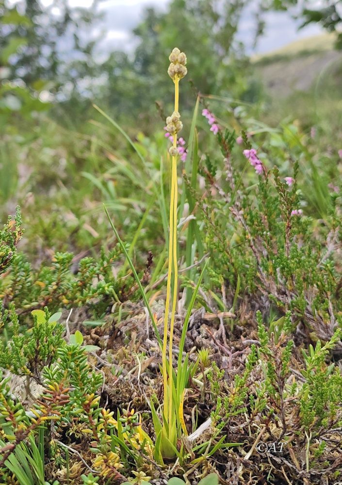 Image of Tofieldia pusilla specimen.