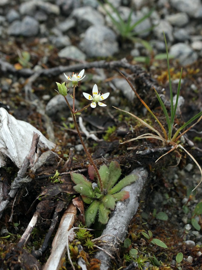 Image of Micranthes stellaris specimen.