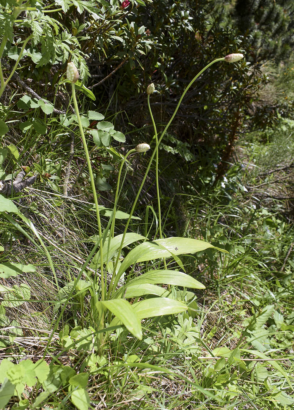 Image of Allium victorialis specimen.