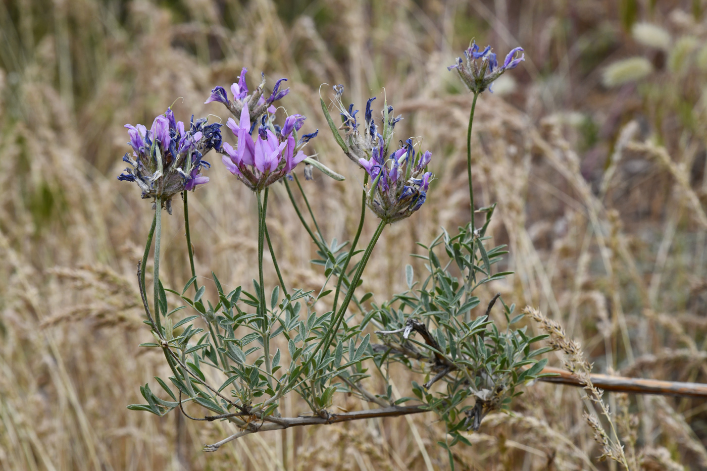 Изображение особи Astragalus arbuscula.