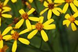 Смотреть изображение Senecio chassanicus