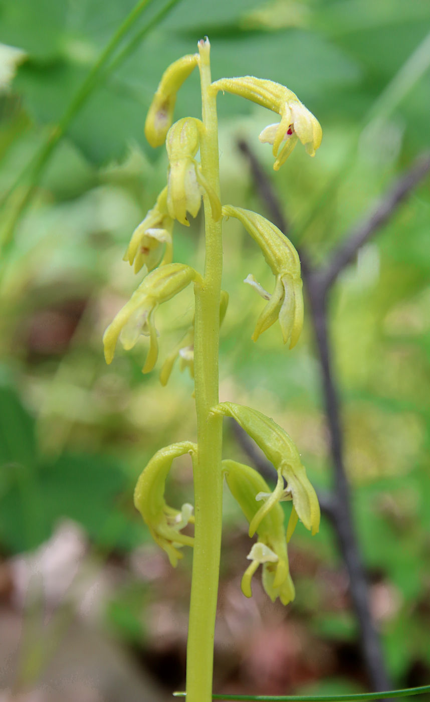 Image of Corallorhiza trifida specimen.