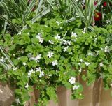 genus Bacopa. Цветущее растение. Крым, Севастополь, в культуре. 11.05.2023.