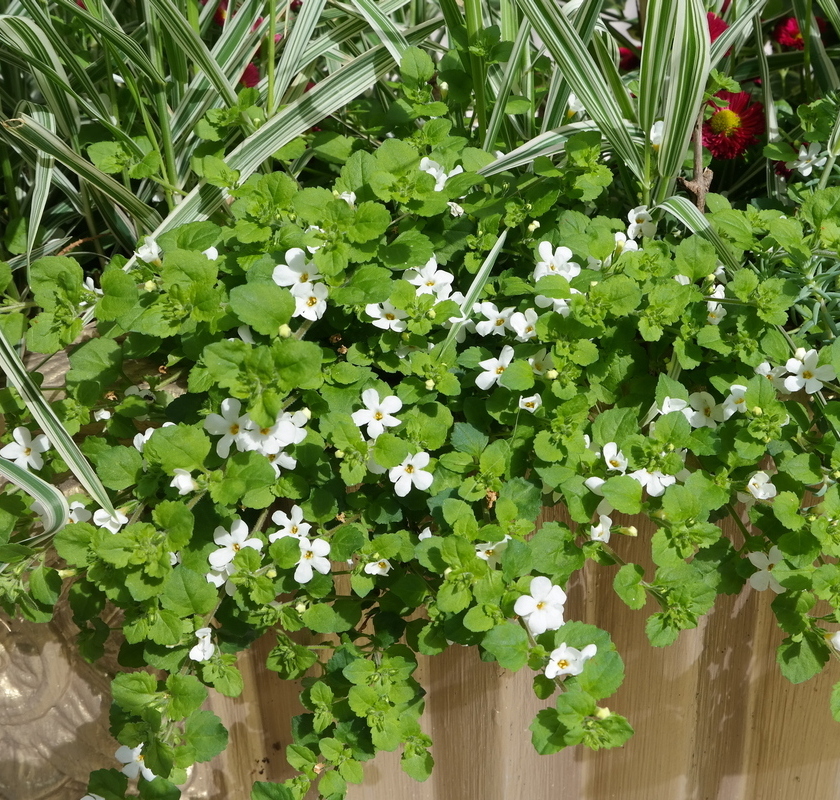 Image of genus Bacopa specimen.