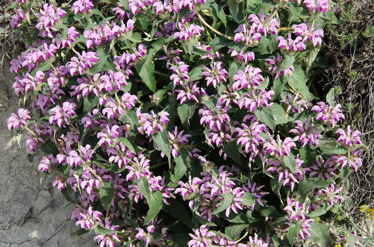 Image of Phlomis taurica specimen.