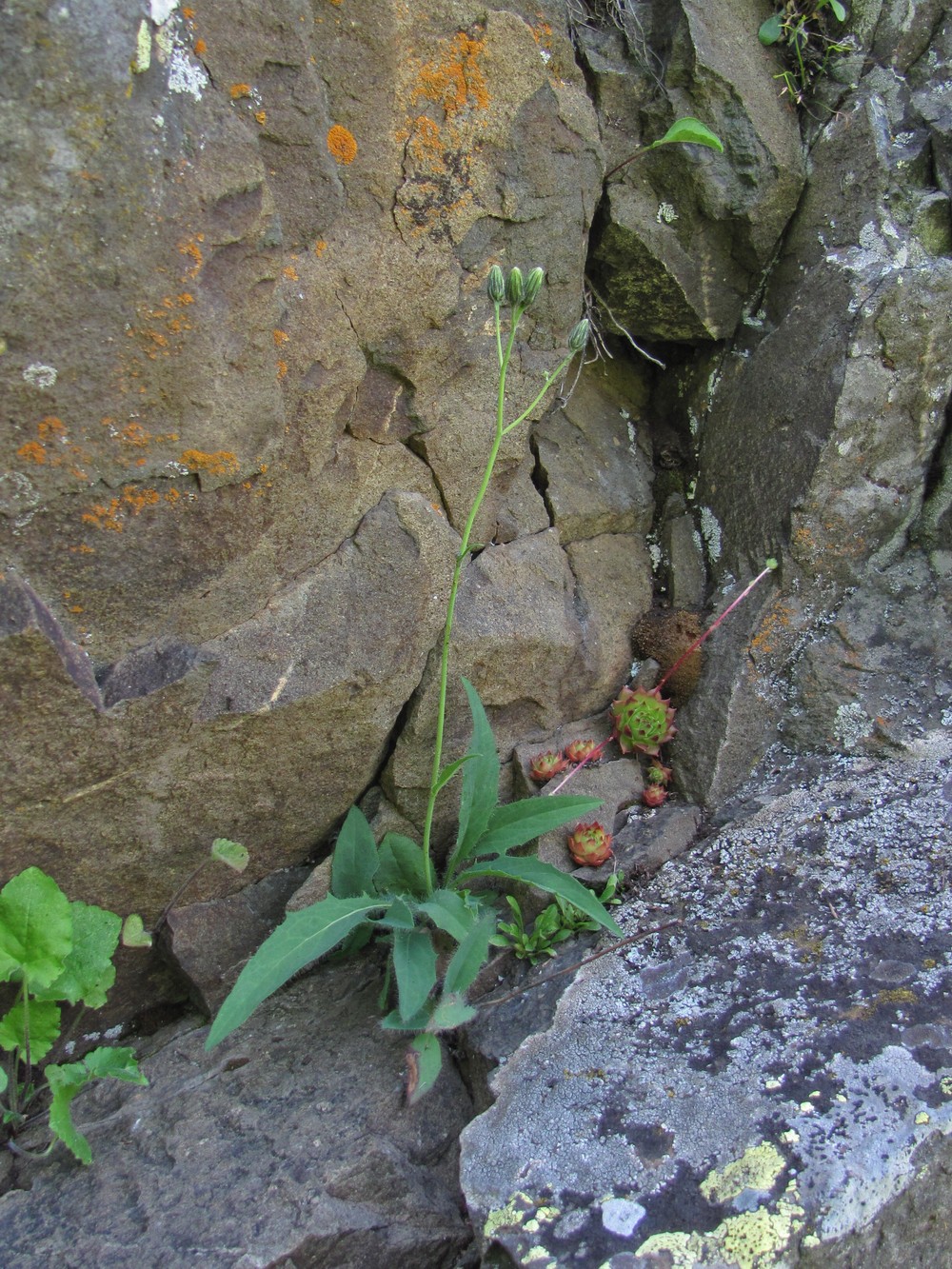 Image of genus Hieracium specimen.