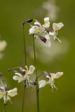 Silene saxatilis. Цветки. Карачаево-Черкесия, Урупский р-н, верховья притока р. Ацгара, каменистый субальпийский луг. 08.08.2024.