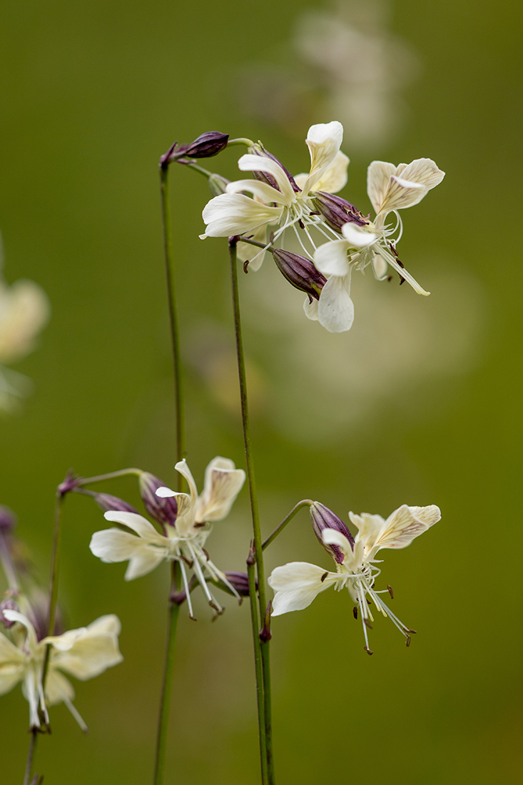 Изображение особи Silene saxatilis.