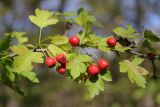 Crataegus microphylla. Часть плодоносящей ветви. Крым, Севастополь, Байдарская долина, обочина дороги в дубово-буковом лесу. 15.09.2024.