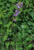 Campanula trachelium