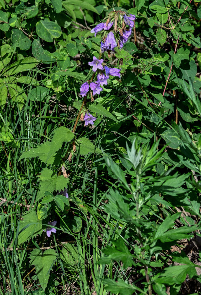 Image of Campanula trachelium specimen.