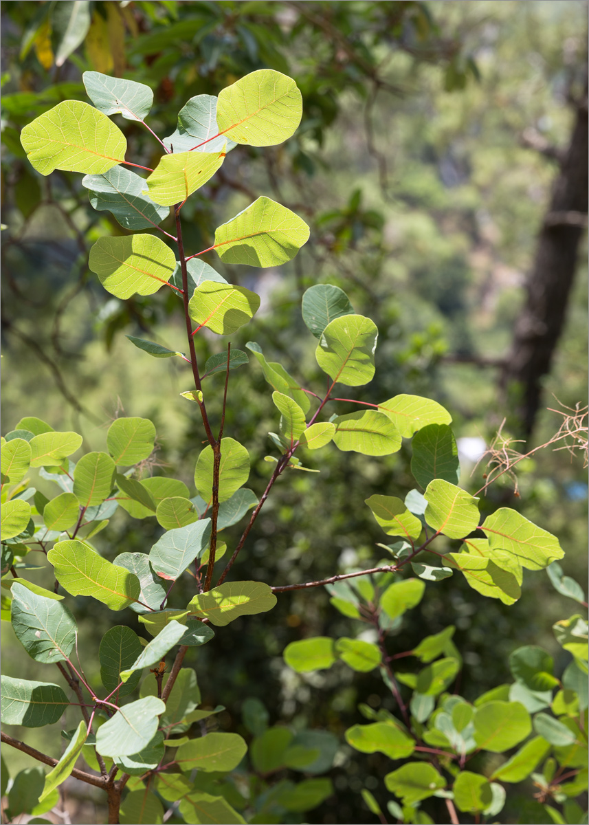 Image of Cotinus coggygria specimen.